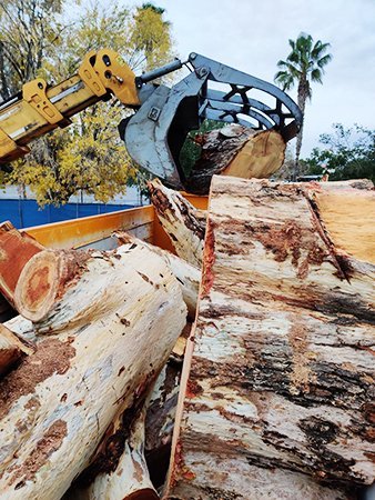 d6962d22-stump-grinding d6962d22-stump-grinding